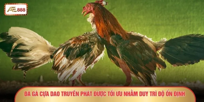 Đá gà cựa dao truyền phát được tối ưu nhằm duy trì độ ổn định
